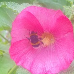 A buff-tailed bumblebee inside a pink hollyhock